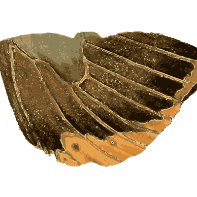Dark winged butterfly - Arcana, or the Museum of Natural History - 1811