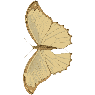 Pale veined butterfly - Arcana, or the Museum of Natural History - 1811