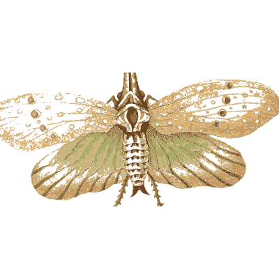 Spotted lantern fly - Arcana, or the Museum of Natural History - 1811