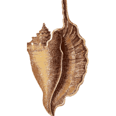 Winged conch shell - Arcana, or the Museum of Natural History - 1811