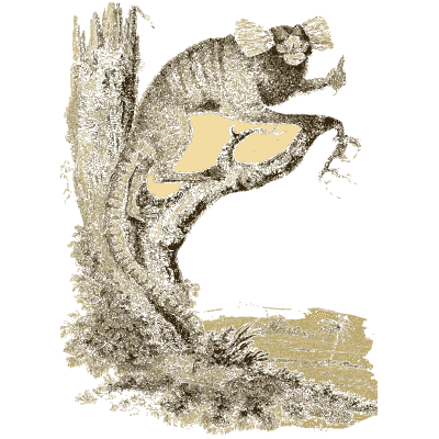 Marmoset on a branch - Arcana, or the Museum of Natural History - 1811