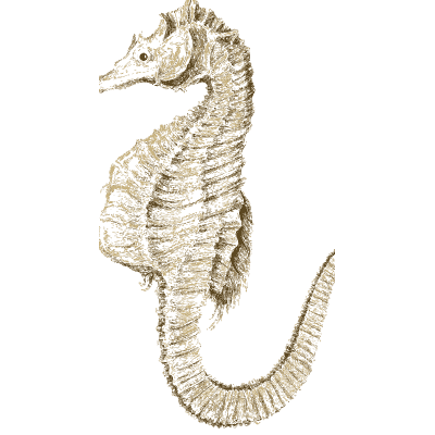 Seahorse - Arcana, or the Museum of Natural History - 1811