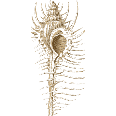 Spined murex shell - Arcana, or the Museum of Natural History - 1811