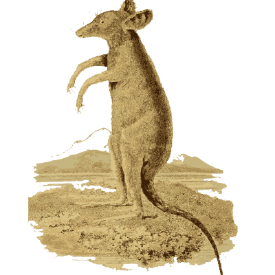 Kangaroo on a shore - Arcana, or the Museum of Natural History - 1811