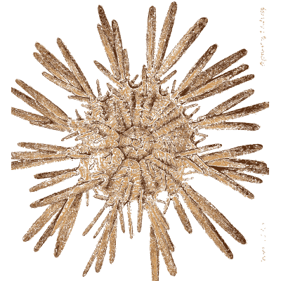 Spined sea urchin - Arcana, or the Museum of Natural History - 1811