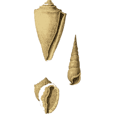 Cone and auger shells - Arcana, or the Museum of Natural History - 1811