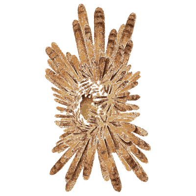 Long spined sea urchin - Arcana, or the Museum of Natural History - 1811