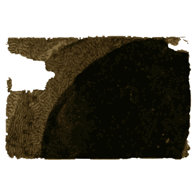 Wildcat in a hollow tree - Arcana, or the Museum of Natural History - 1811