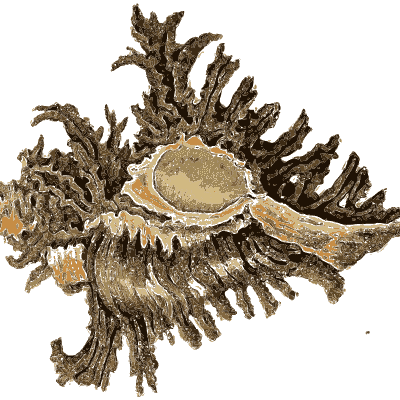 Two frilled murex shells - Arcana, or the Museum of Natural History - 1811