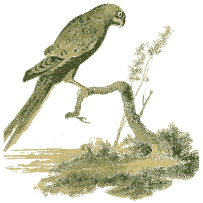 Green parrot - Arcana, or the Museum of Natural History - 1811