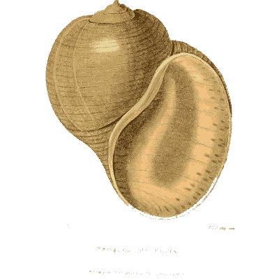 Spotted tun shell - Arcana, or the Museum of Natural History - 1811
