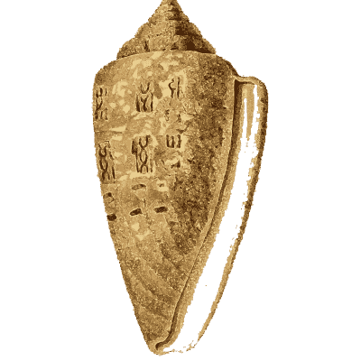 Glory of the sea cone - Arcana, or the Museum of Natural History - 1811