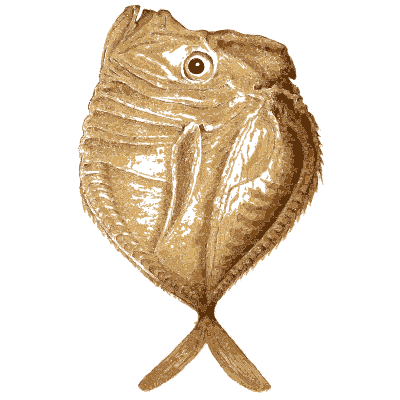 Sunfish - Arcana, or the Museum of Natural History - 1811