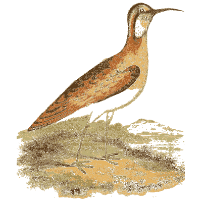 Red phalarope - Arcana, or the Museum of Natural History - 1811