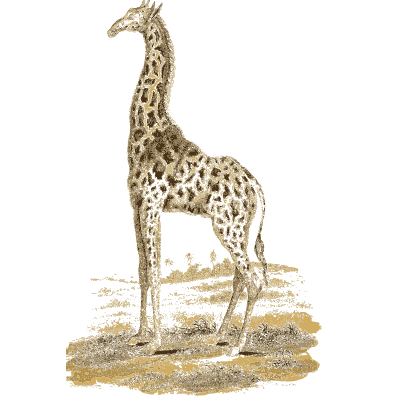 Giraffe - Arcana, or the Museum of Natural History - 1811