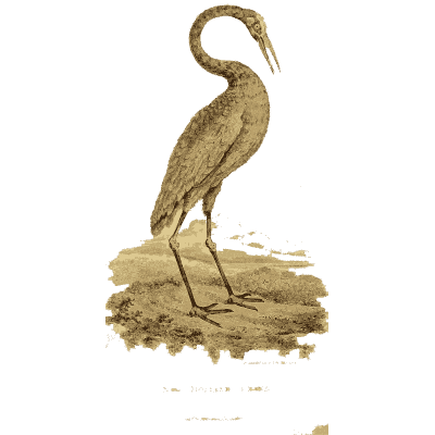 Crane on a bank - Arcana, or the Museum of Natural History - 1811