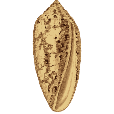 Patterned cone shell - Arcana, or the Museum of Natural History - 1811
