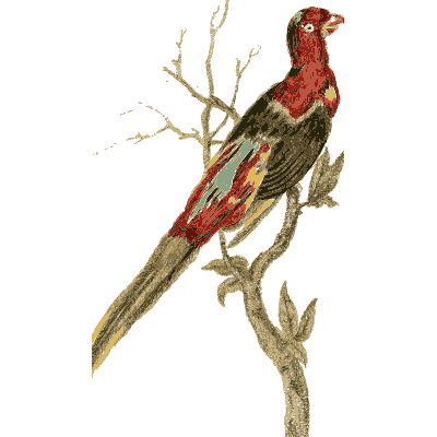 Crimson lory - Arcana, or the Museum of Natural History - 1811