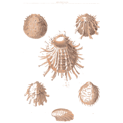 Spiny cup shells - Conchology, or the Natural History of Shells - 1811