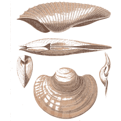 Pen shell and limpet - Conchology, or the Natural History of Shells - 1811