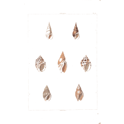 Small spired shells - Conchology, or the Natural History of Shells - 1811