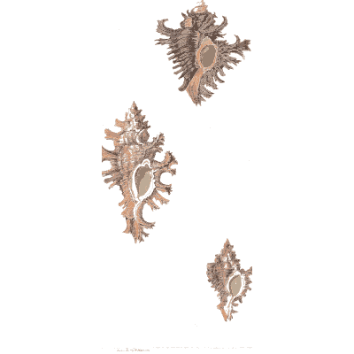 Frilled murex shells - Conchology, or the Natural History of Shells - 1811