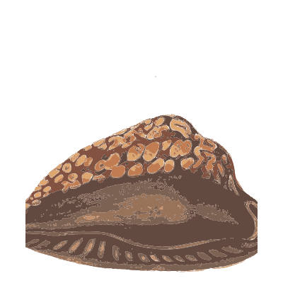 Spotted cowrie shell - Conchology, or the Natural History of Shells - 1811