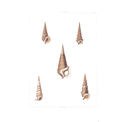 Auger shell - Conchology, or the Natural History of Shells - 1811