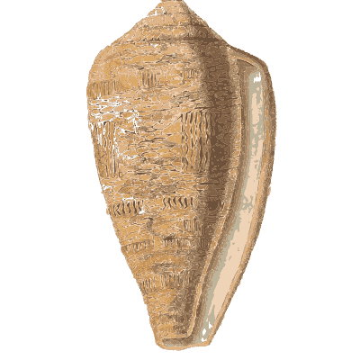 Cone shells 01 - Conchology, or the Natural History of Shells - 1811