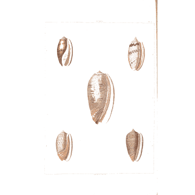 Olive shell - Conchology, or the Natural History of Shells - 1811