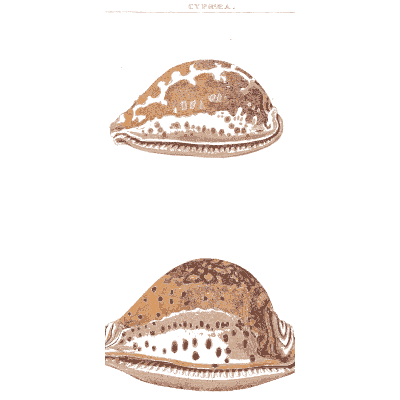 Spotted cowrie 01 - Conchology, or the Natural History of Shells - 1811