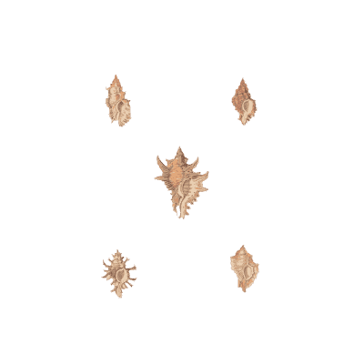 Small turret shells - Conchology, or the Natural History of Shells - 1811