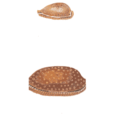 Cowrie shells - Conchology, or the Natural History of Shells - 1811