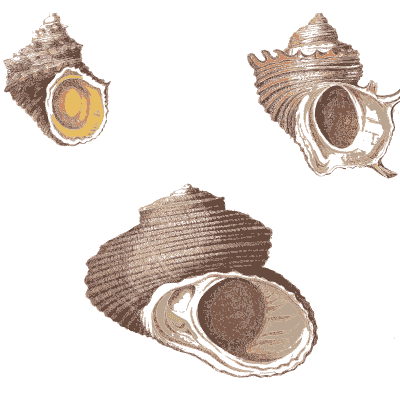 Whelks with coloured mouths - Conchology, or the Natural History of Shells - 1811