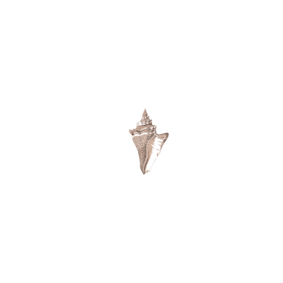 Spindle shell - Conchology, or the Natural History of Shells - 1811