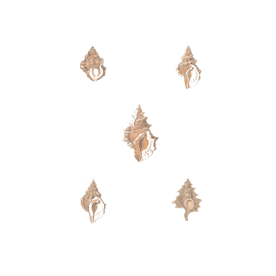Small knobbed shells - Conchology, or the Natural History of Shells - 1811
