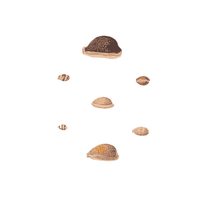 Limpets and small caps - Conchology, or the Natural History of Shells - 1811
