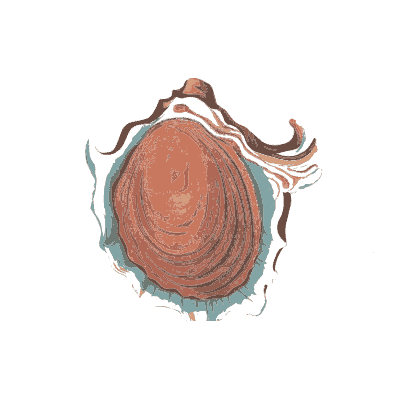 Abalone shell interior - Conchology, or the Natural History of Shells - 1811