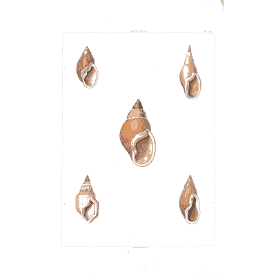 Glossy whelk - Conchology, or the Natural History of Shells - 1811