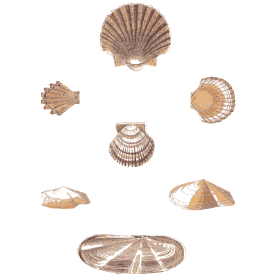 Scallops and cockles - Conchology, or the Natural History of Shells - 1811