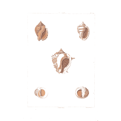 Small whelks and top shells - Conchology, or the Natural History of Shells - 1811