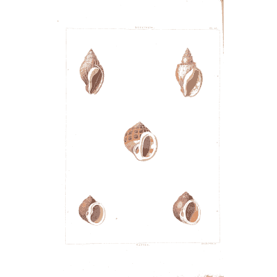 Small sea snails - Conchology, or the Natural History of Shells - 1811