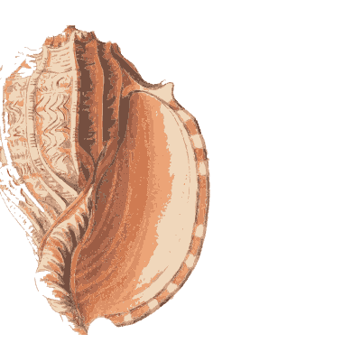 Conch with a flared lip - Conchology, or the Natural History of Shells - 1811