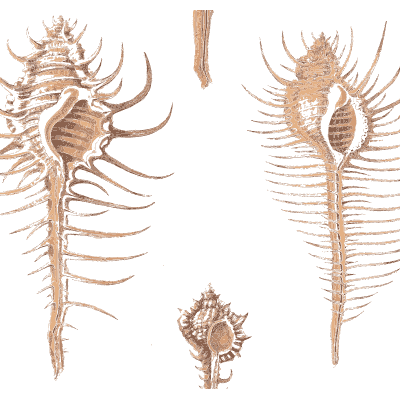 Long spined murex - Conchology, or the Natural History of Shells - 1811