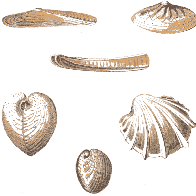 Mussels and fan shells - Conchology, or the Natural History of Shells - 1811