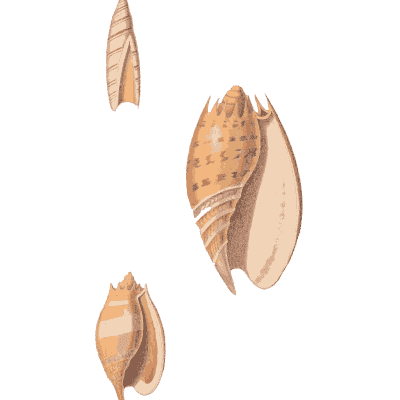 Olive and spindle shells - Conchology, or the Natural History of Shells - 1811