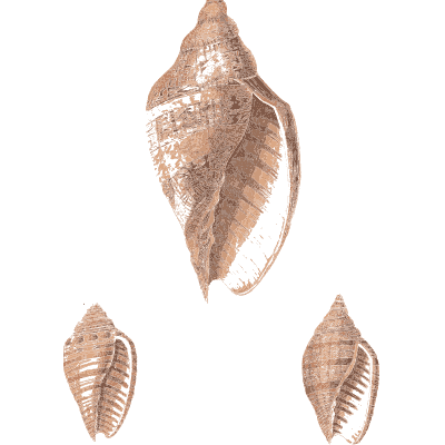 Large whelk with small shells - Conchology, or the Natural History of Shells - 1811