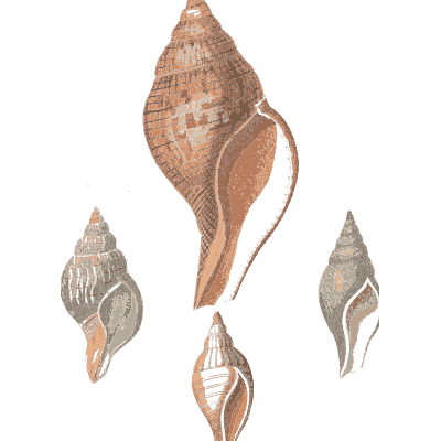 Whelk and smaller shells - Conchology, or the Natural History of Shells - 1811