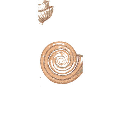 Coiled flat shell - Conchology, or the Natural History of Shells - 1811