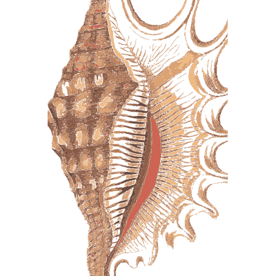 Knobbed conch - Conchology, or the Natural History of Shells - 1811